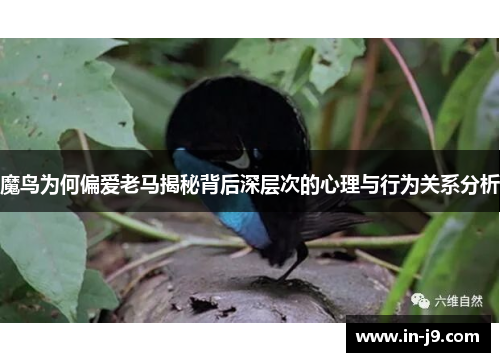 魔鸟为何偏爱老马揭秘背后深层次的心理与行为关系分析